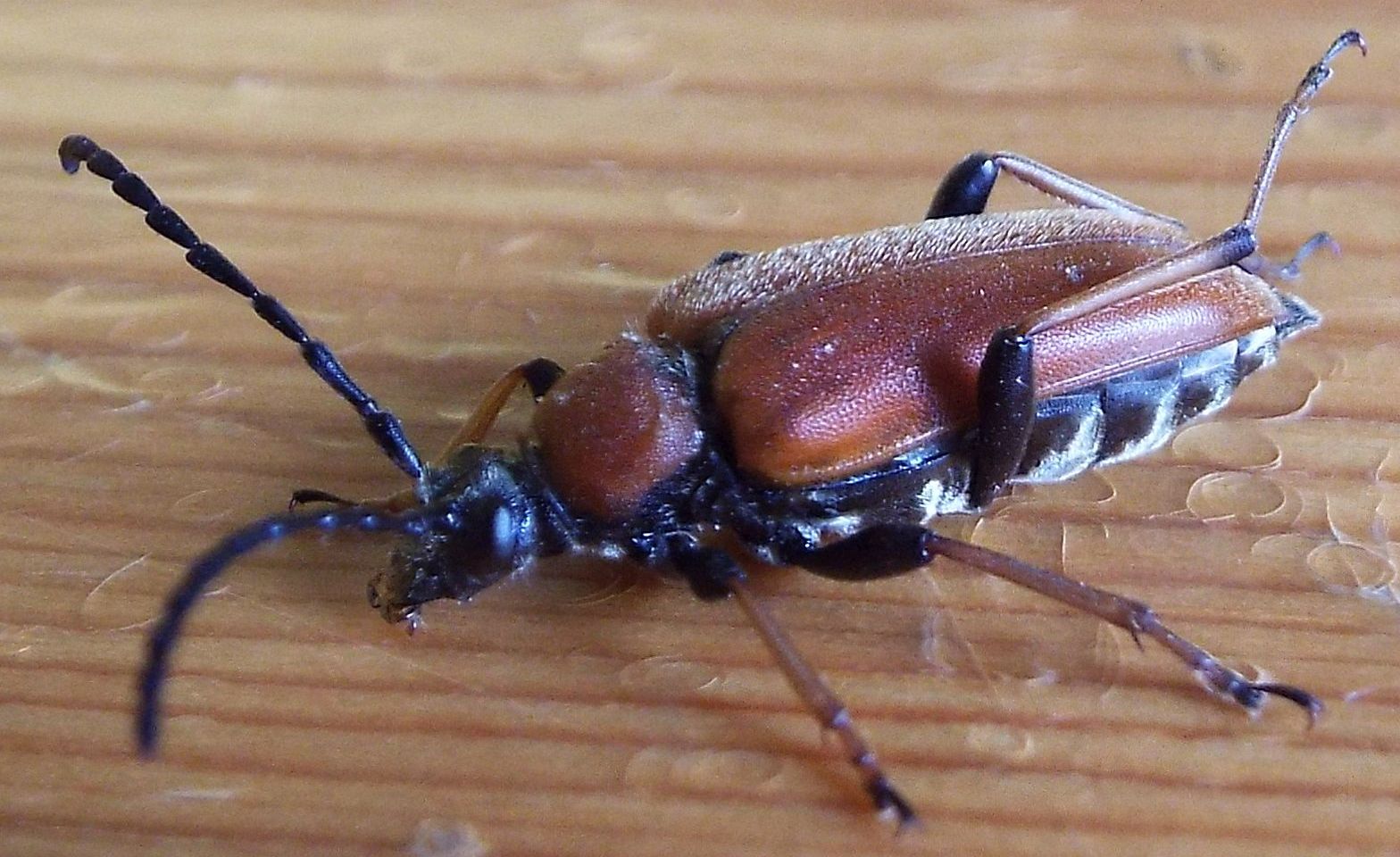 Cerambycidae:   Stictoleptura rubra, femmina  e  Paracorymbia maculicornis