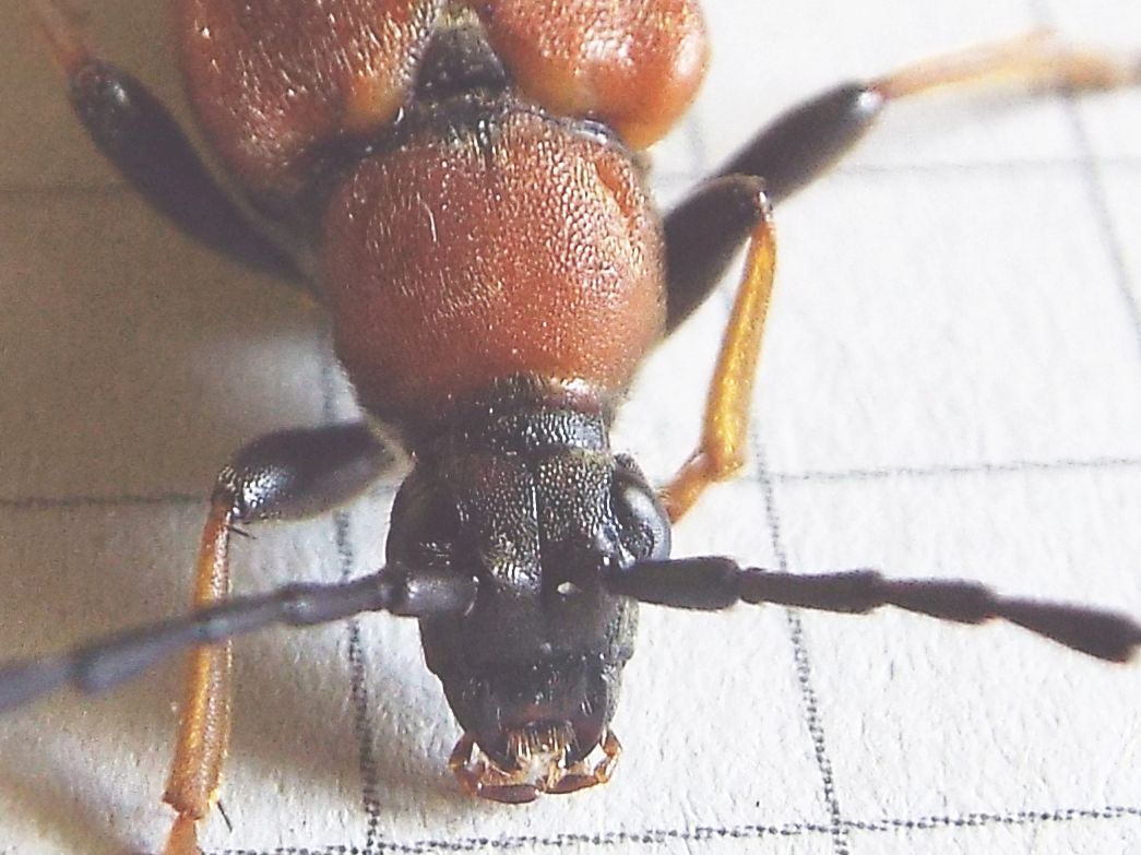 Cerambycidae:   Stictoleptura rubra, femmina  e  Paracorymbia maculicornis