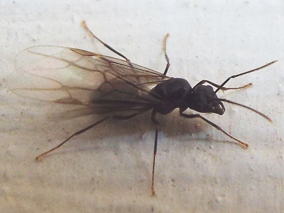 Formica alata:  Lasius fuliginosus, maschio