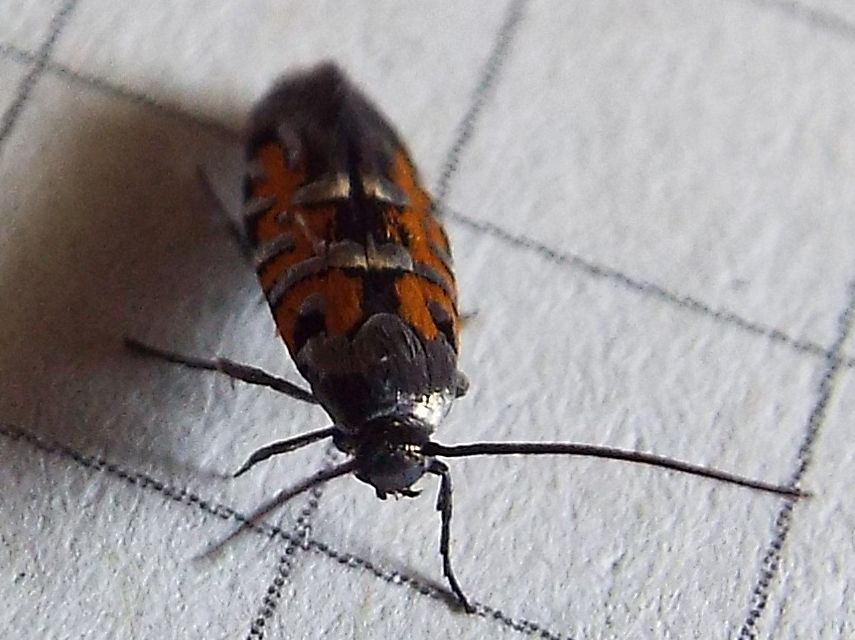 Bell''ospite inattesa: Pancalia sp. (Cosmopterigidae)