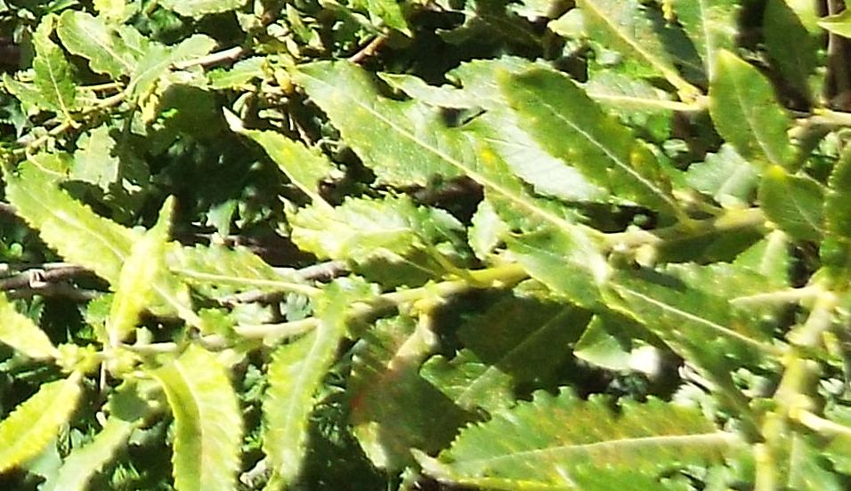 Cespuglio di Salix cfr. sect. Nigricantes