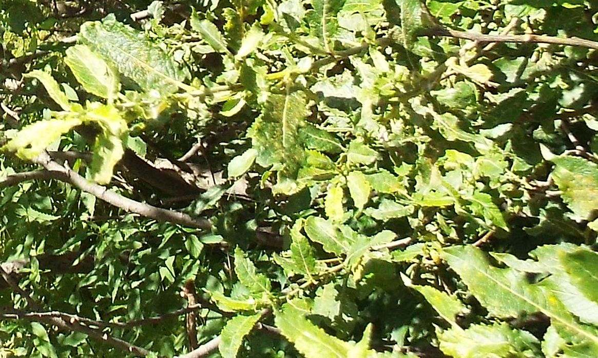 Cespuglio di Salix cfr. sect. Nigricantes