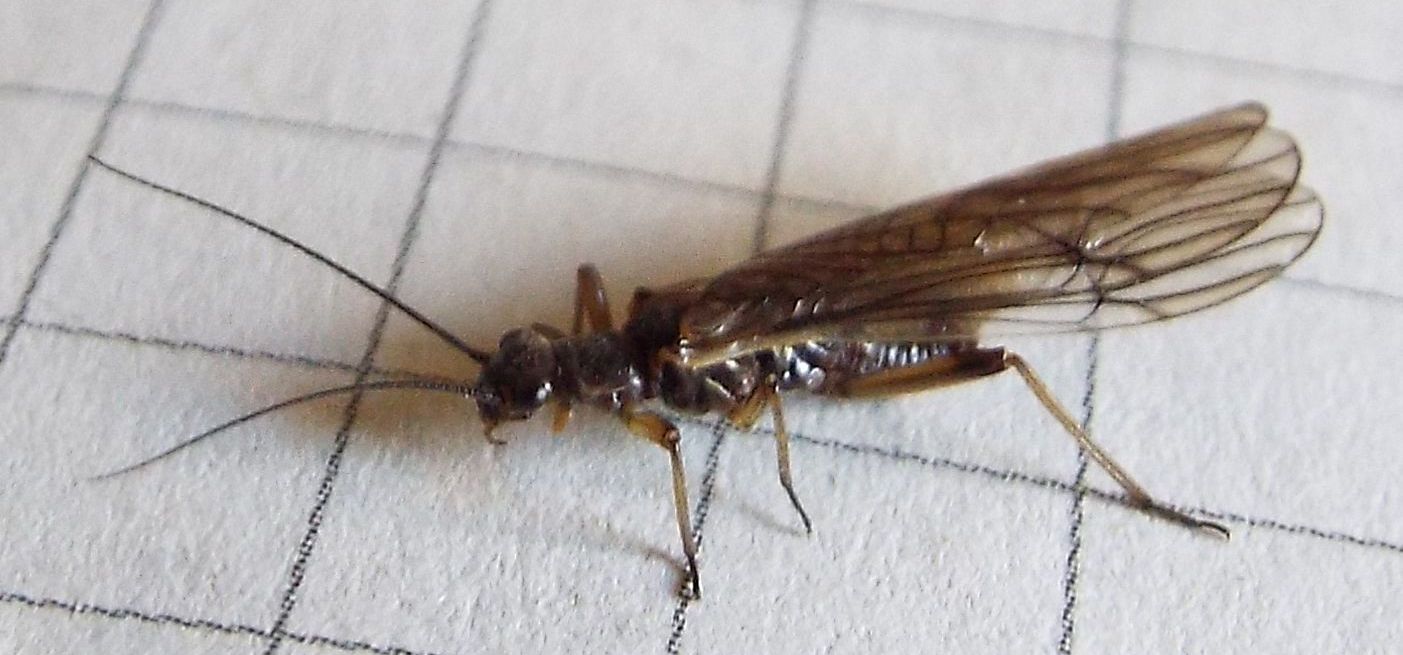 Nemouridae:  cfr. Protonemura sp.