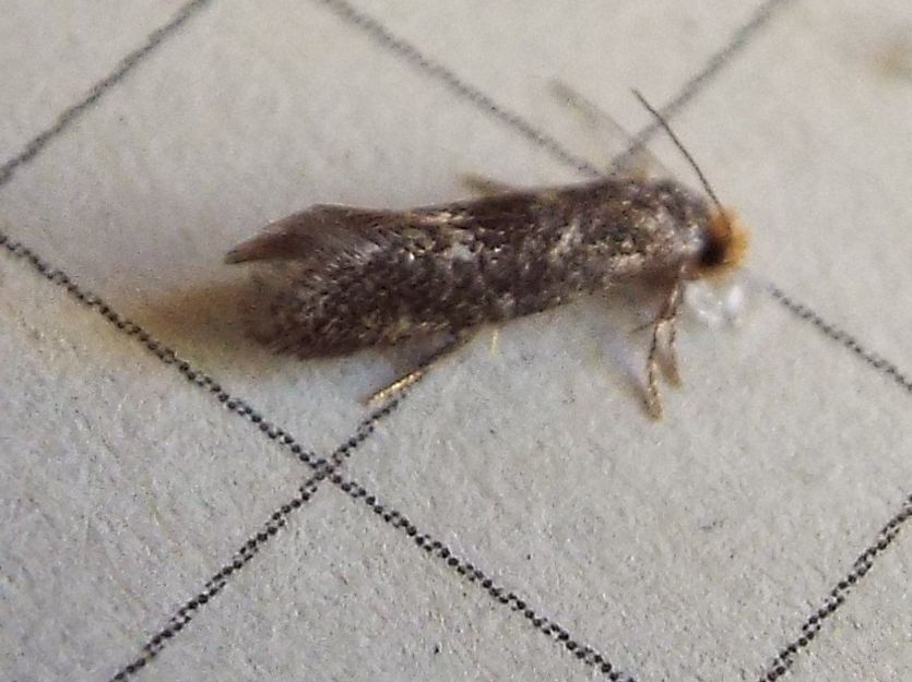 Tineidae:  cfr. Infurcitinea ignicomella