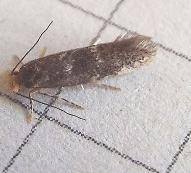 Tineidae:  cfr. Infurcitinea ignicomella