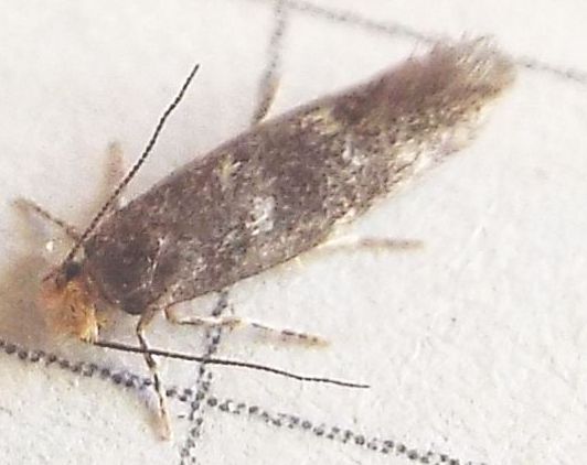 Tineidae:  cfr. Infurcitinea ignicomella