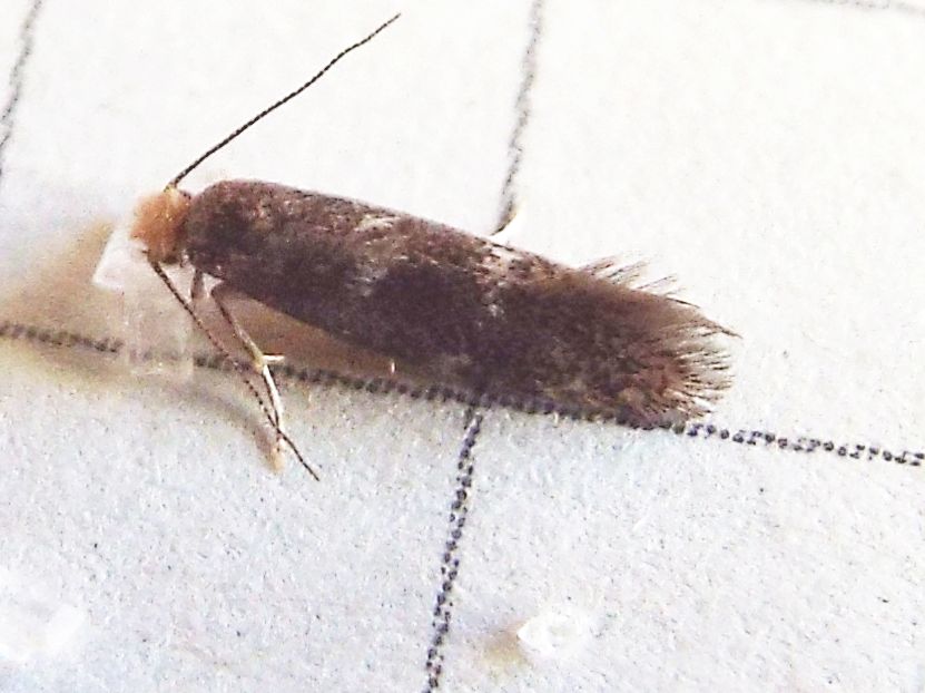 Tineidae:  cfr. Infurcitinea ignicomella