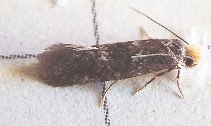 Tineidae:  cfr. Infurcitinea ignicomella