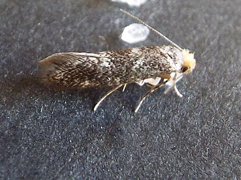 Tineidae:  cfr. Infurcitinea ignicomella