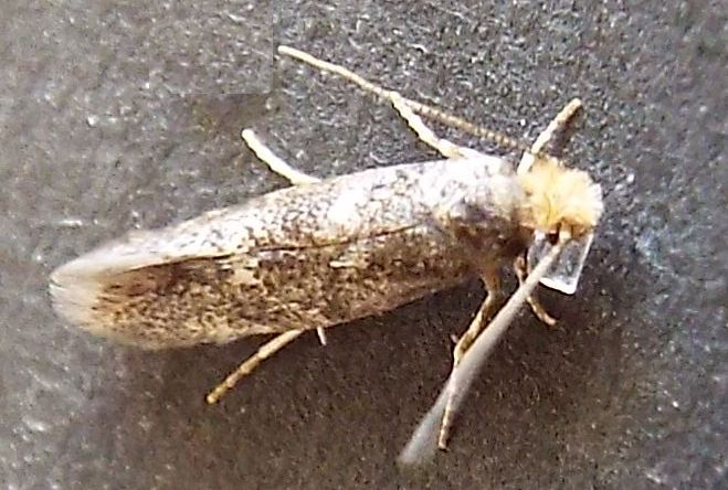 Tineidae:  cfr. Infurcitinea ignicomella