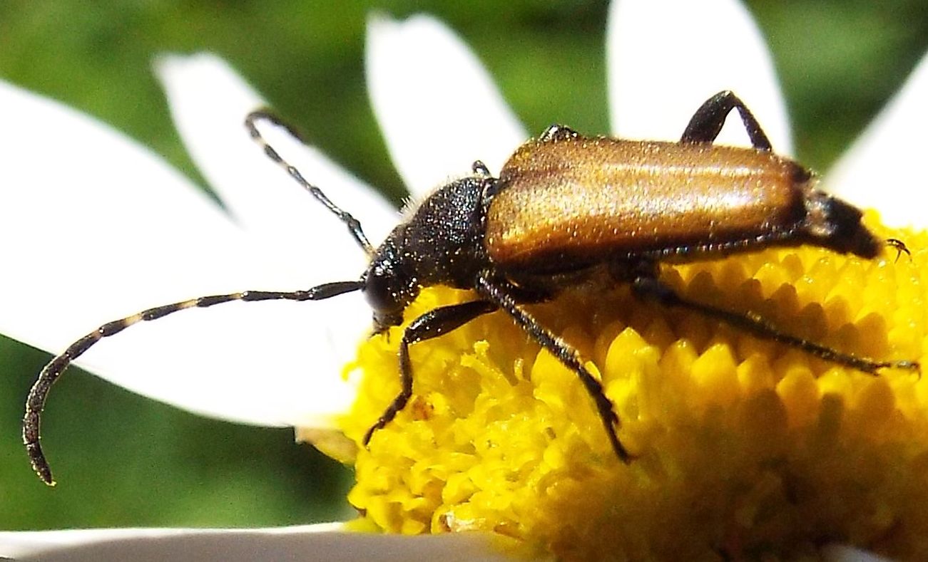 Cerambycidae:   Stictoleptura rubra, femmina  e  Paracorymbia maculicornis