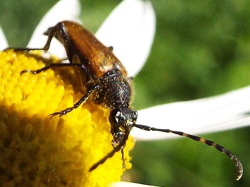 Cerambycidae:   Stictoleptura rubra, femmina  e  Paracorymbia maculicornis