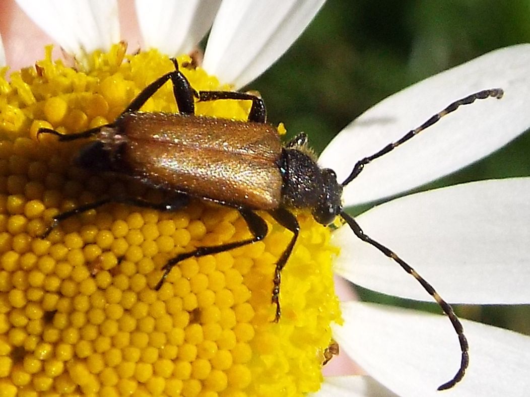 Cerambycidae:   Stictoleptura rubra, femmina  e  Paracorymbia maculicornis