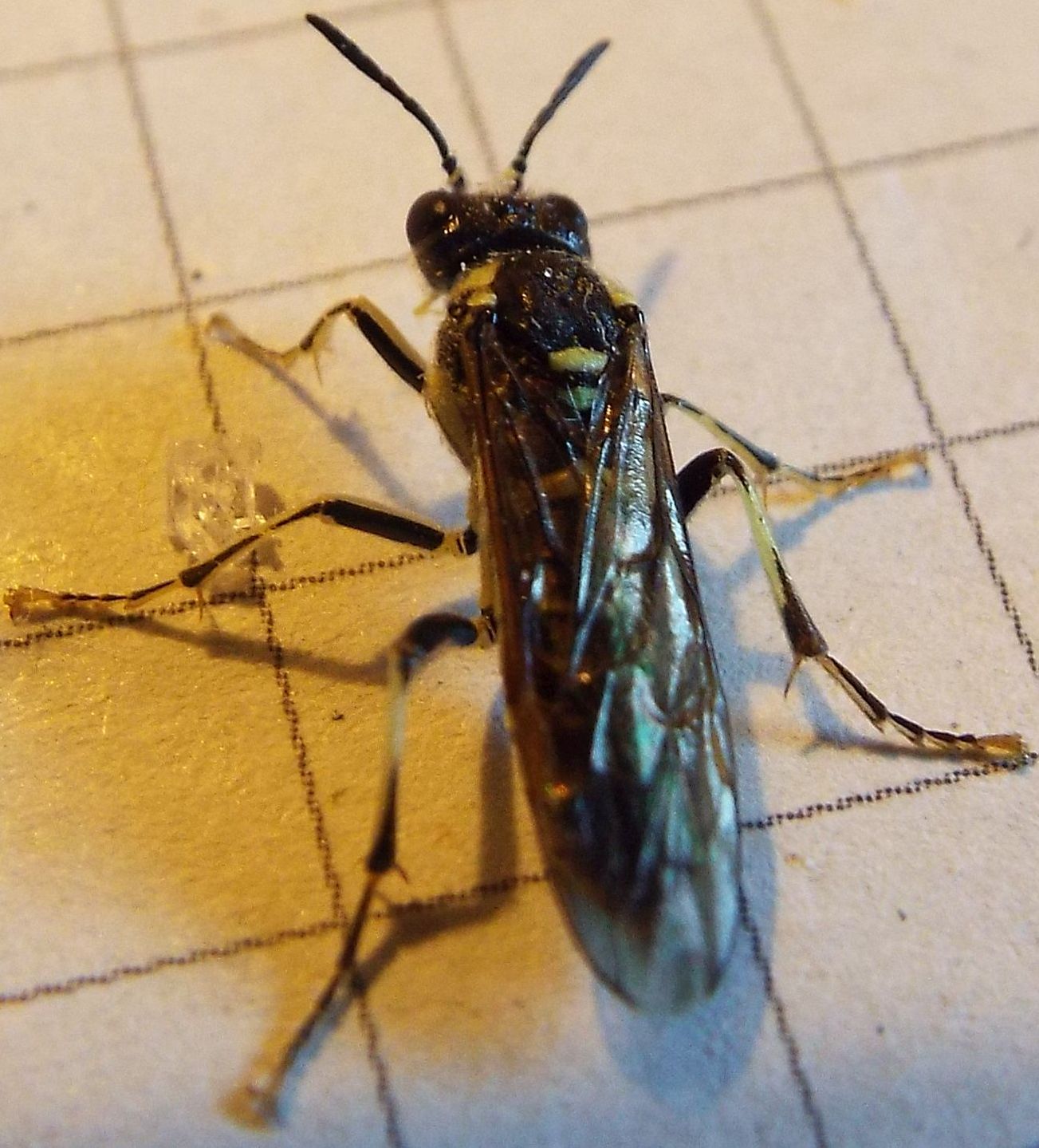 Tenthredo sp: (cfr. arcuata)