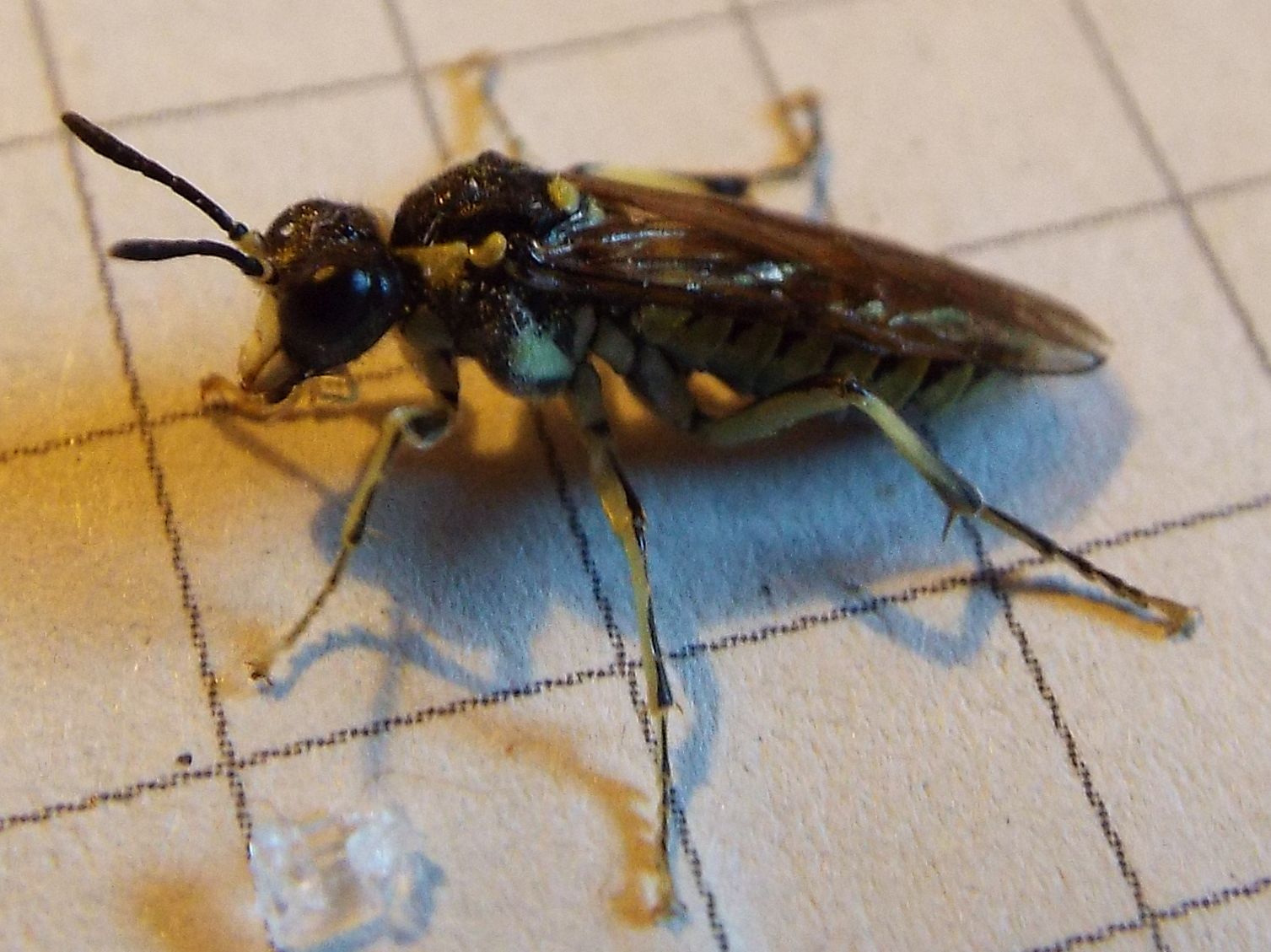 Tenthredo sp: (cfr. arcuata)