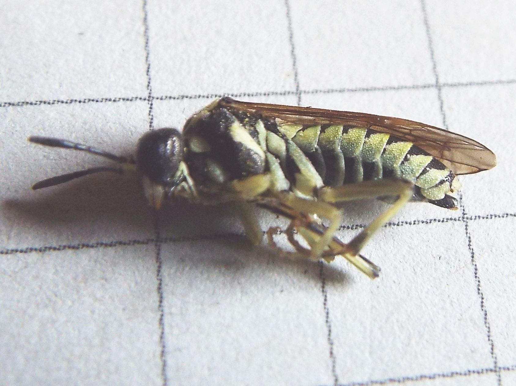 Tenthredo sp: (cfr. arcuata)