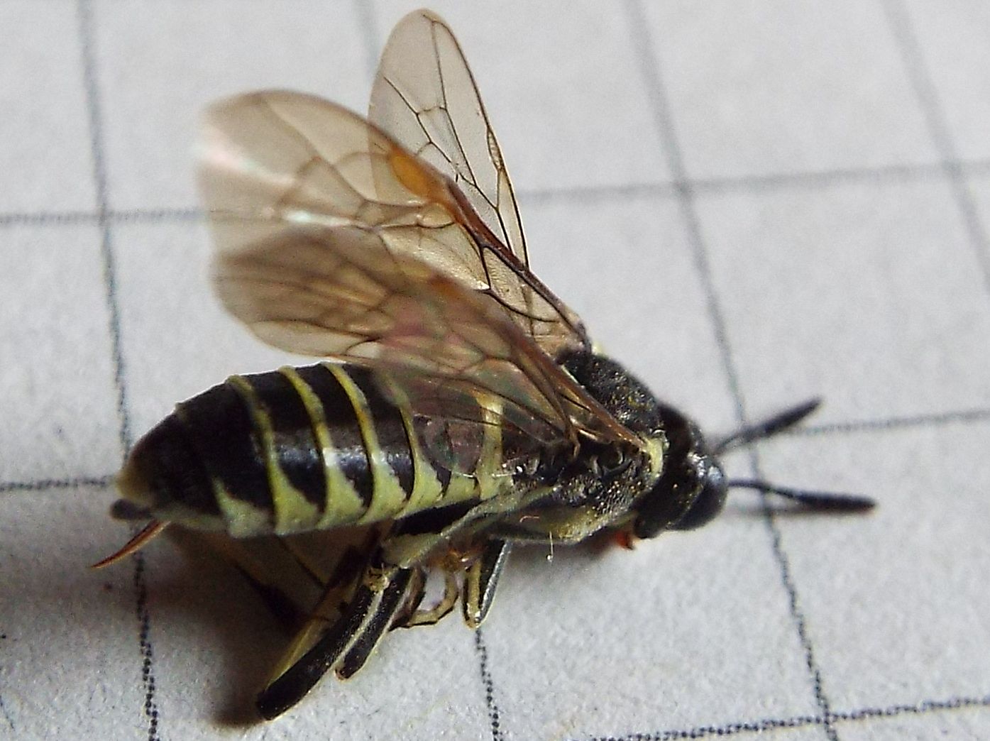 Tenthredo sp: (cfr. arcuata)