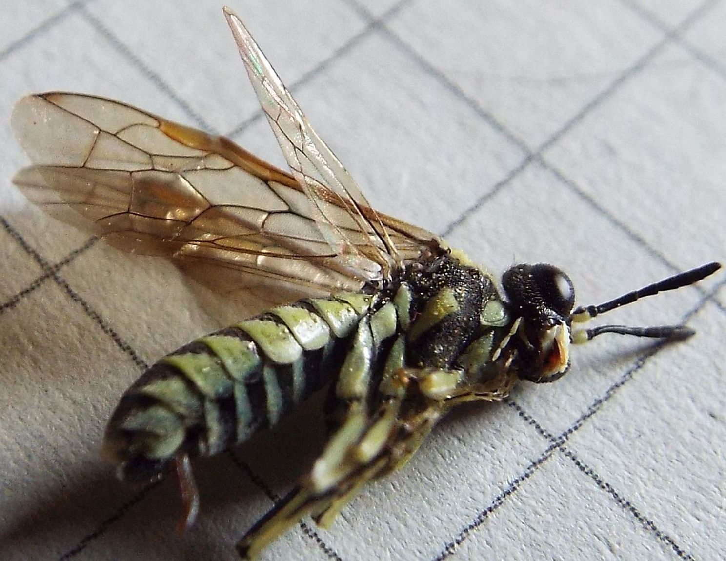 Tenthredo sp: (cfr. arcuata)