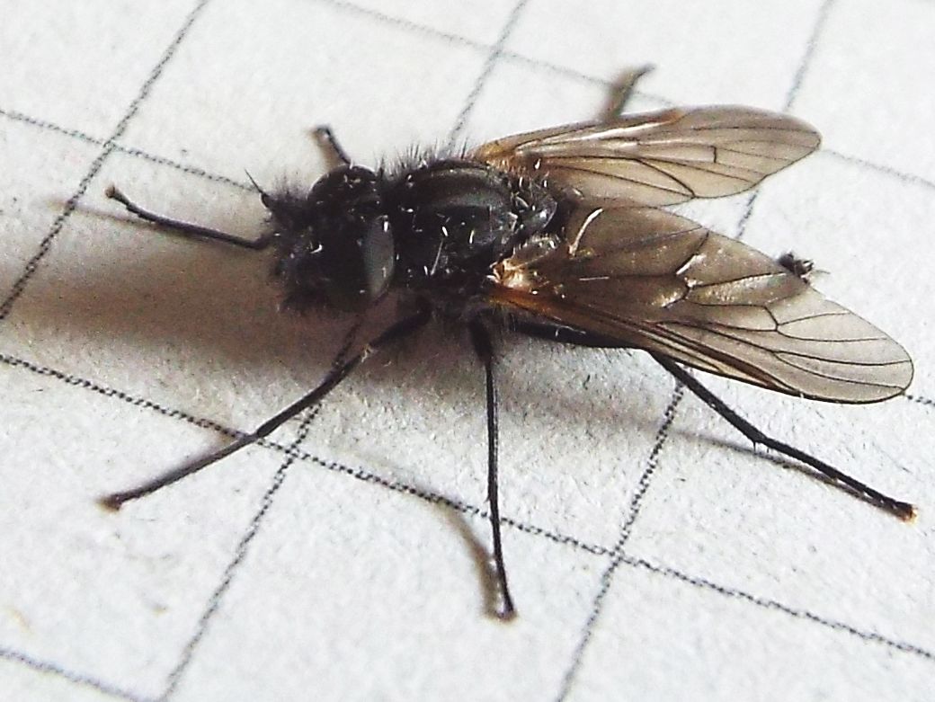 Thereva sp. maschio (Therevidae)