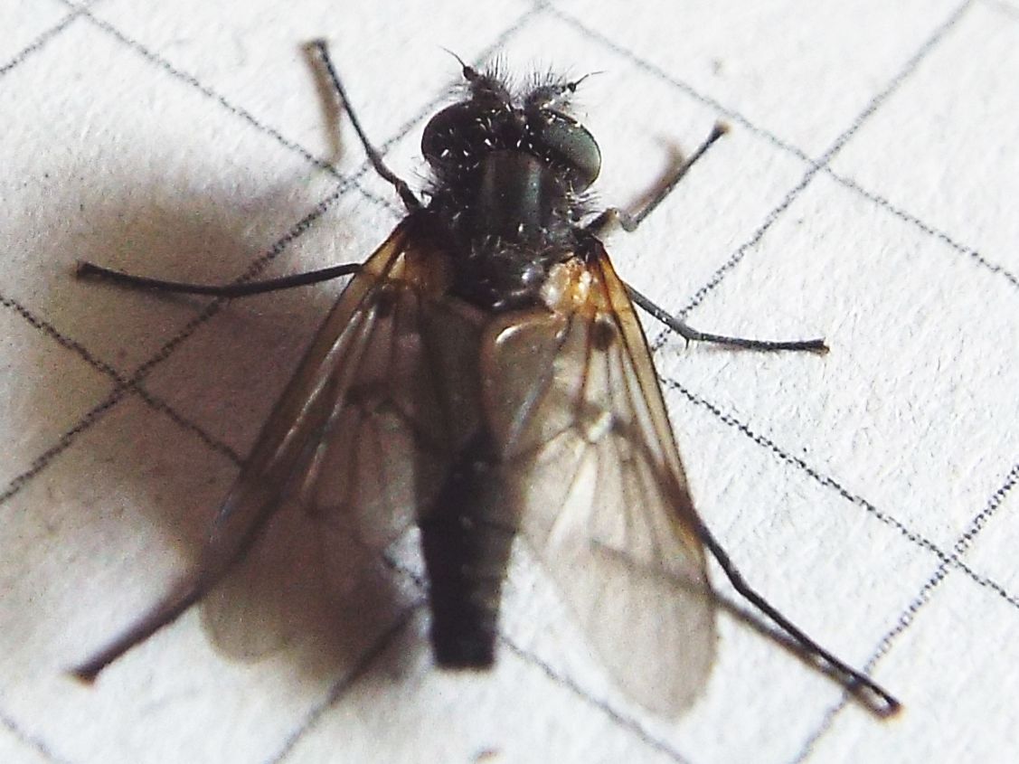 Thereva sp. maschio (Therevidae)