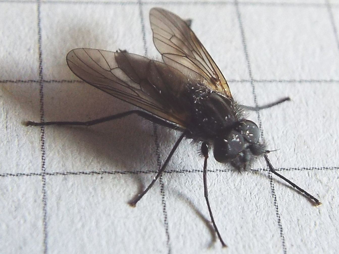Thereva sp. maschio (Therevidae)