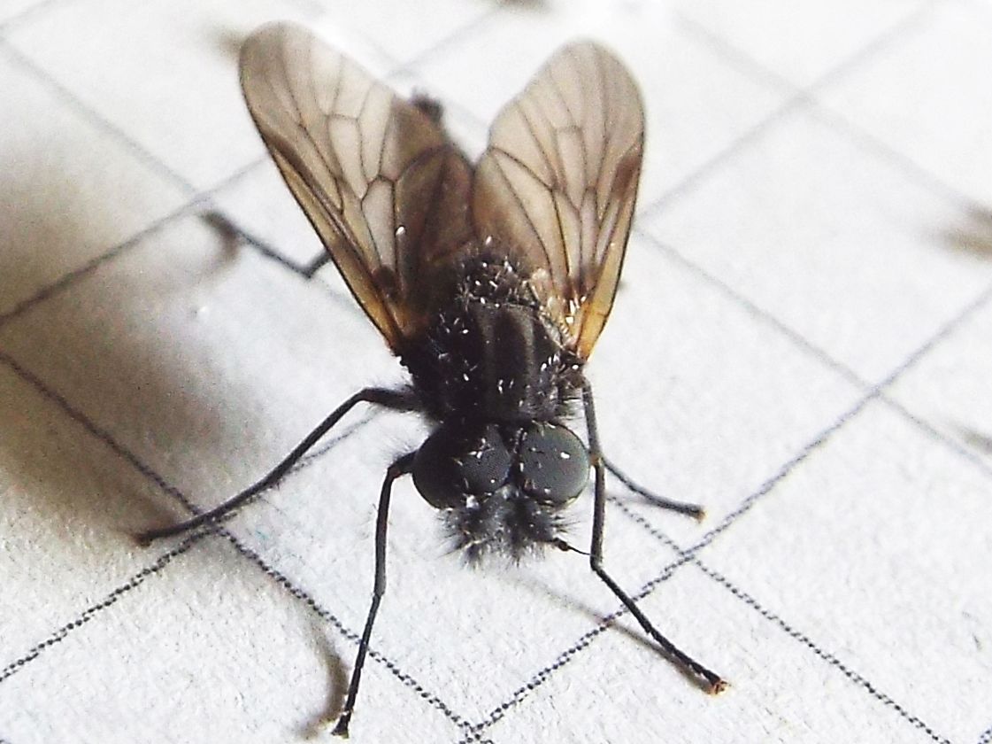 Thereva sp. maschio (Therevidae)