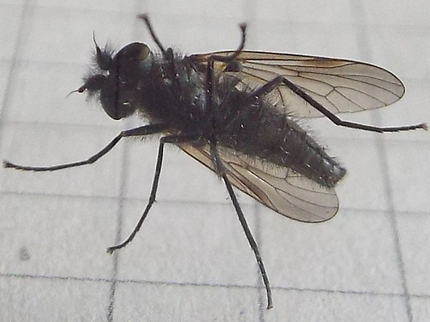 Thereva sp. maschio (Therevidae)
