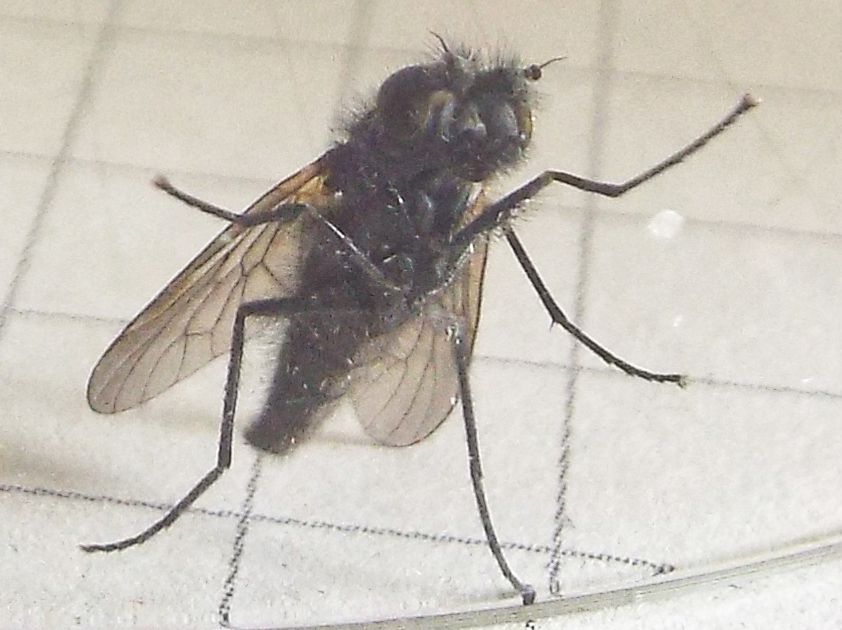 Thereva sp. maschio (Therevidae)