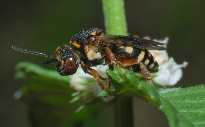 Epeolus sp.