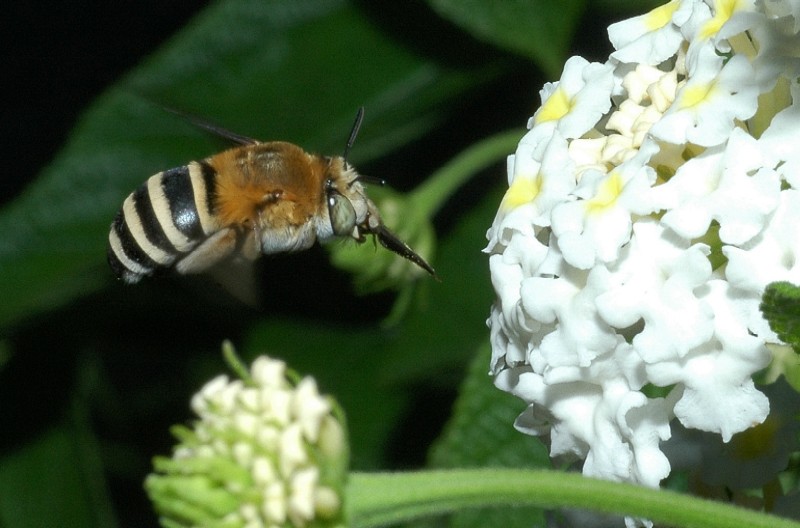 Imenottero Apidae Anthophorinae: Amegilla cfr. albigena