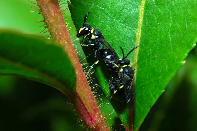 Piccolo imenottero: Hylaeus sp.