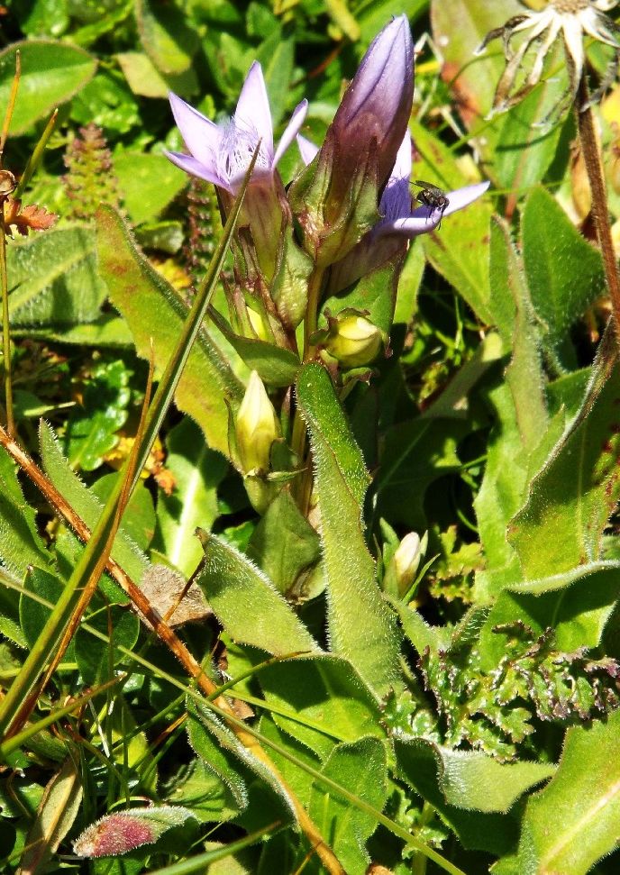 Gentianella cfr. germanica