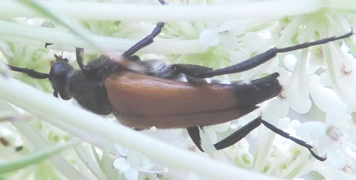 Cerambycidae: altra Stenurella?  No, Paracombya fulva, maschio