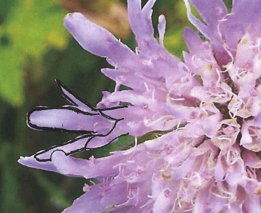 Knautia longifolia / Ambretta alpina