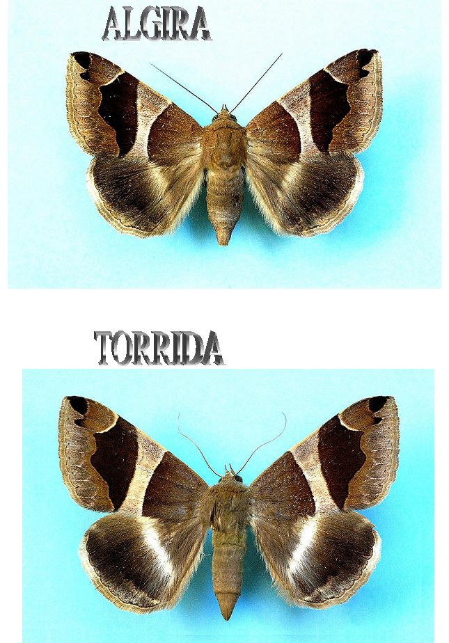 Dysgonia algira o Dysgonia torrida