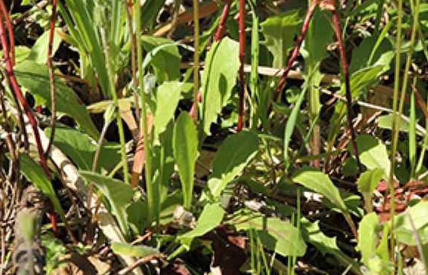 Crepis sancta