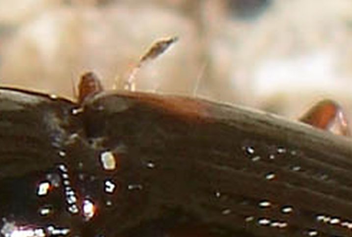 Carabidae: Elaphropus sp.?  No, Tachyura sp.