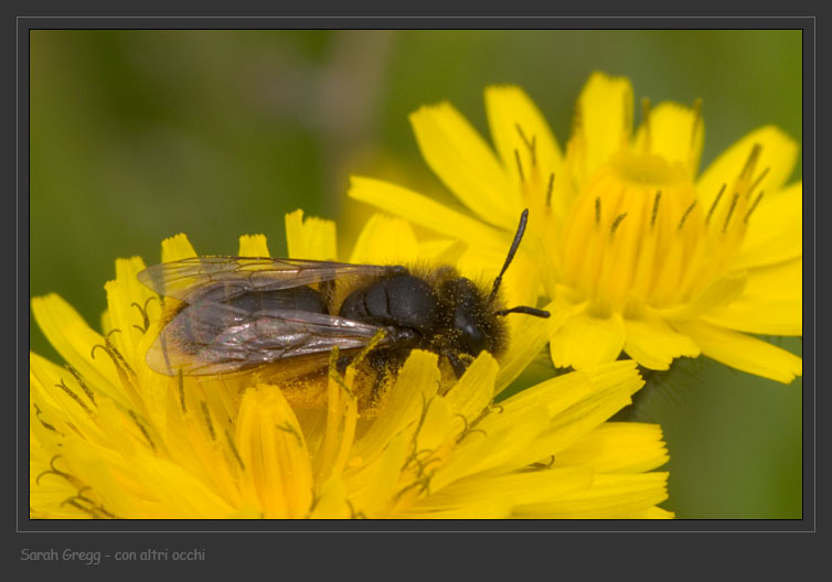 Andrena sp.