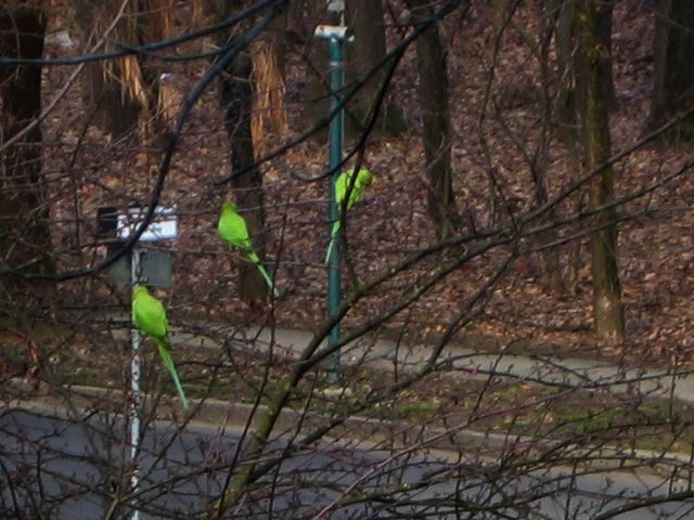 Parrocchetti alle porte di Milano