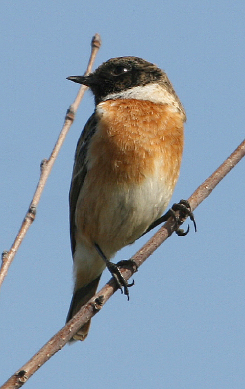 Saltimpalo Saxicola rubicola