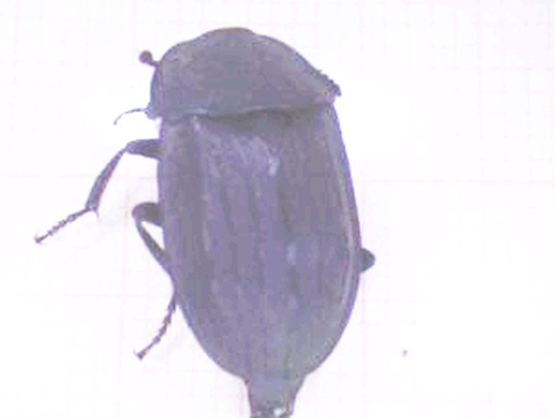 Tenebrionidae?  No, Silphidae: Silpha cfr. tristis