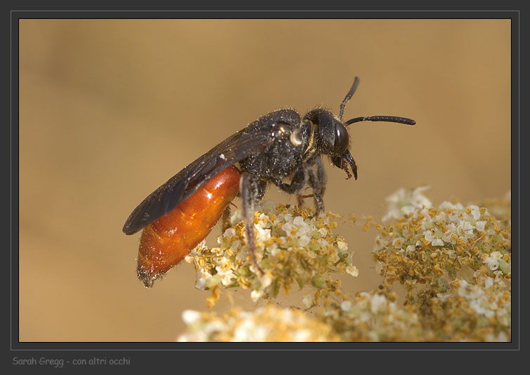 Sphecodes, Halictus, Macrophia ecc..