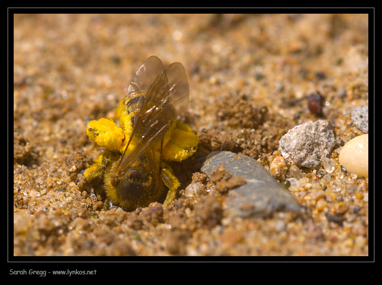 Sphecodes, Halictus, Macrophia ecc..