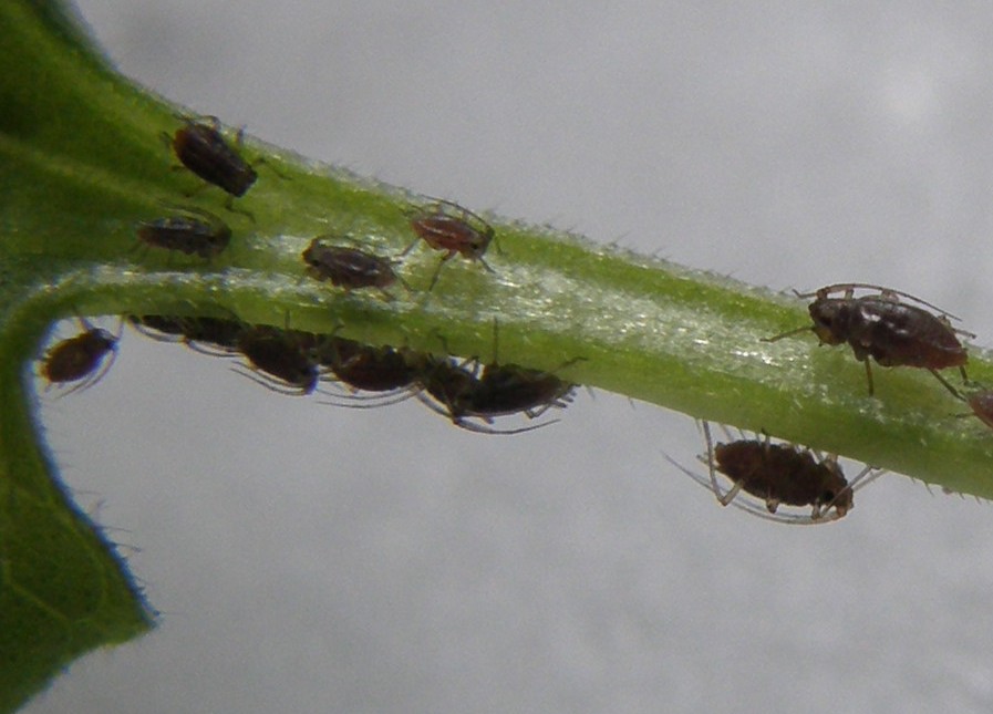 Afidi molto scuri: Neotoxoptera cf. violae