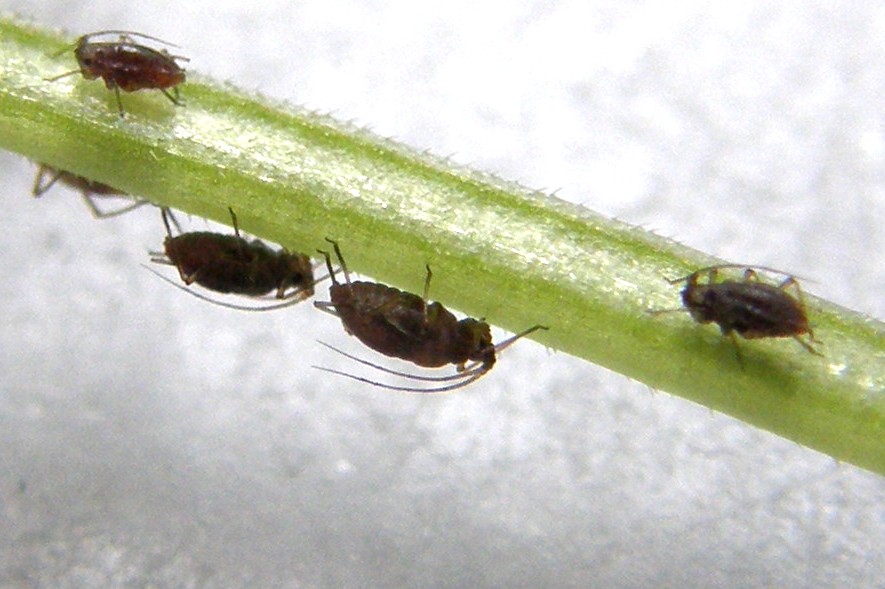 Afidi molto scuri: Neotoxoptera cf. violae
