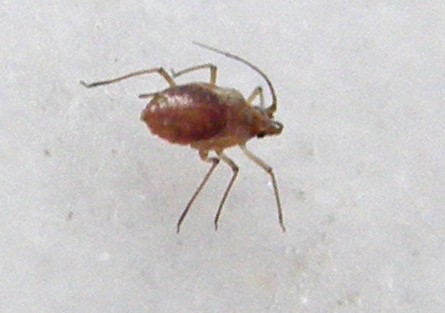 Afidi molto scuri: Neotoxoptera cf. violae
