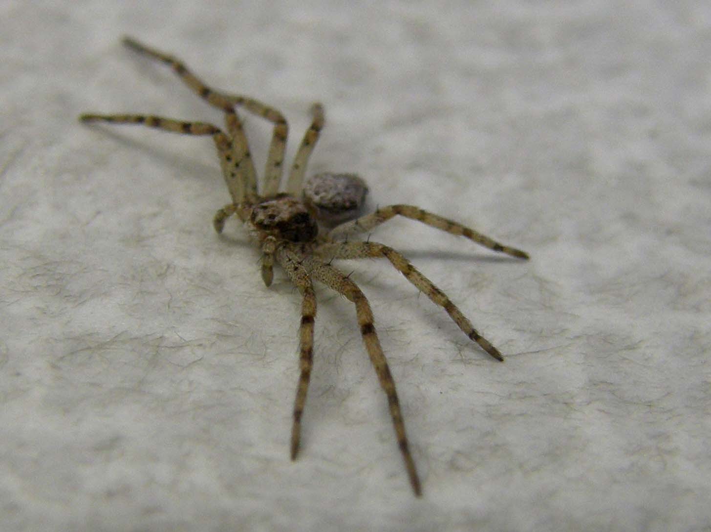 Philodromus sp.  - Milano (MI)