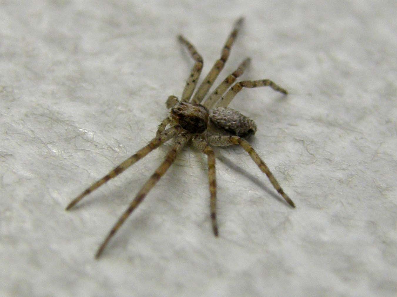 Philodromus sp.  - Milano (MI)