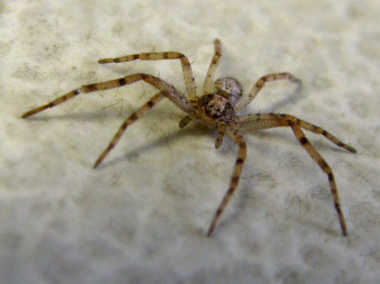 Philodromus sp.  - Milano (MI)