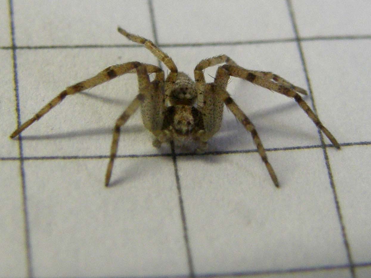 Philodromus sp.  - Milano (MI)